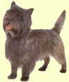 Cairn Terrier