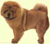 Chow-Chow
