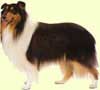 Collie