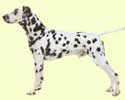 Dalmatian