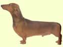 Daschshund