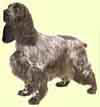 English cocker Spaniel