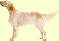 English Setter