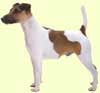 Fox Terrier
