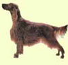 Irish Setter