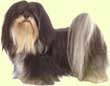 Lhasa Apso