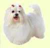 Maltese