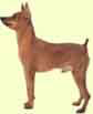 Miniature Pinscher