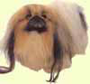 Pekingese