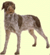 Pointer