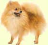 Pomerarian