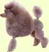 Poodle