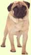 Pug