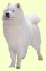 Samoyed