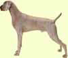Weimaraner