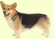 Welsh Corgi