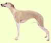 Whippet
