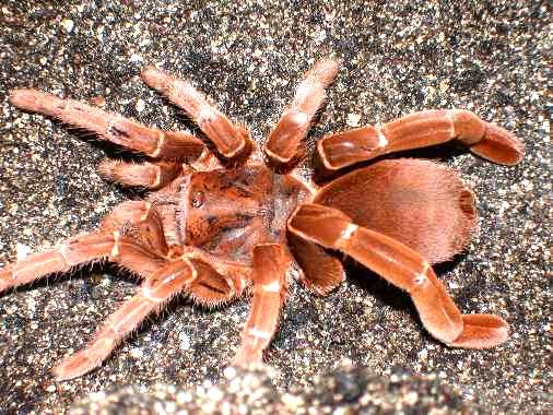 Crawshayi