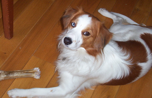 Mijn eigen hondje Binq (ja, met een maanoog)