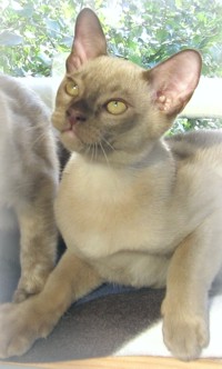 Laku