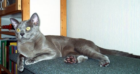 Rasmus