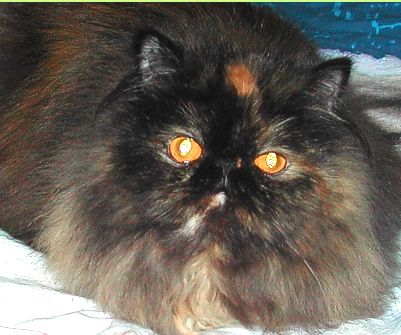 Shirley Kissenhouse 12 months