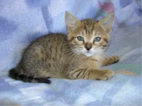 Nala with two female kittens.