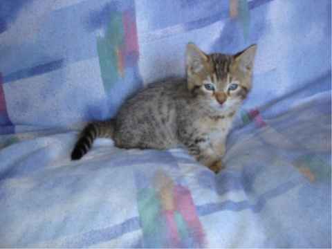 Chausie F3 Female Kitten. 