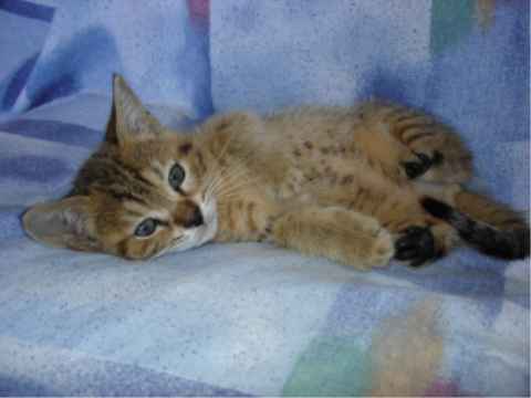 Kitten Playing 
            width=