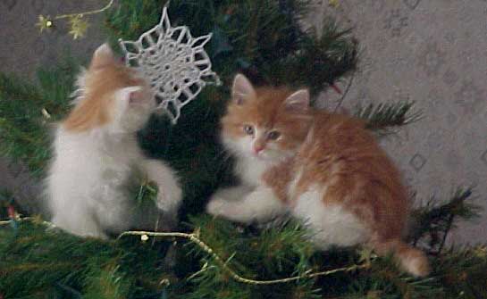 Siberian males