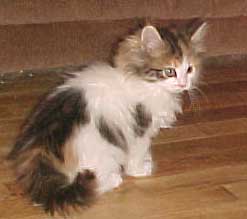 Siberian Female