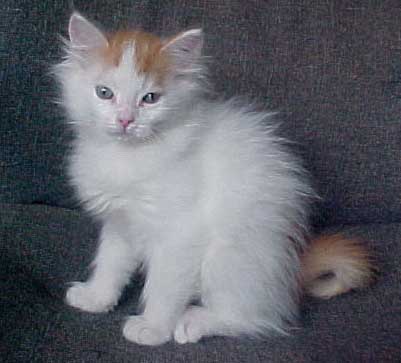 Siberian Female