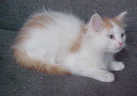 Siberian Male
