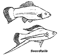 swordtail.gif (3940 bytes)