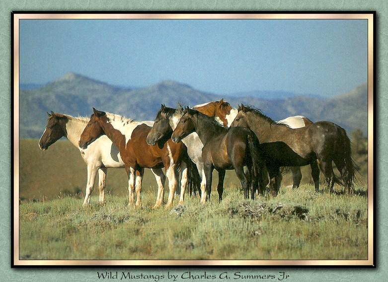 the spirit of the west. Look at all the pwetty howsies