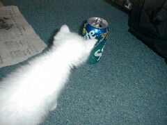 this is C.C., my kitten, and the SPRITE CAN!!!!!!!!!!!!!