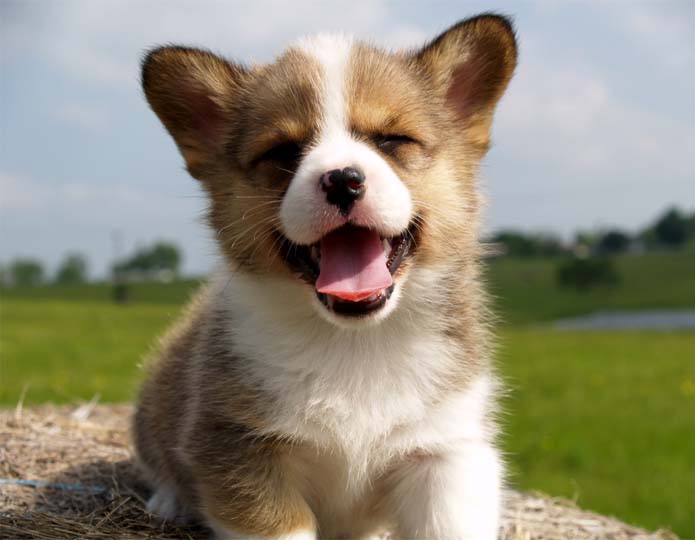 puppy!