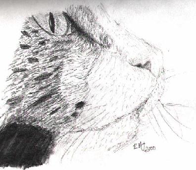 Kitty Close-up