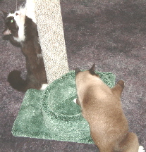 "Isn't this great, Sniff?"