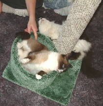 "You have to try this bed, Sniff."