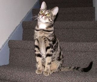 The featured Cat of the Month:Sterling