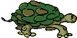 moving turtle