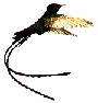 Doctor Bird (Trochilus polytmus)
