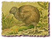 Help Save New Zealand's National Icon