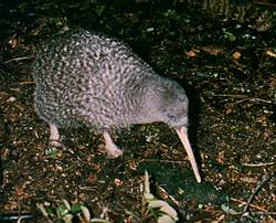 spotted_kiwi.jpg (16716 bytes)