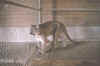 cougar .jpg (72814 bytes)