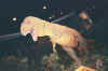 dino .jpg (68055 bytes)