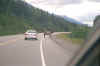 elk on the road .jpg (41498 bytes)