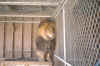 lion .jpg (88978 bytes)