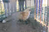 red fox .jpg (88838 bytes)